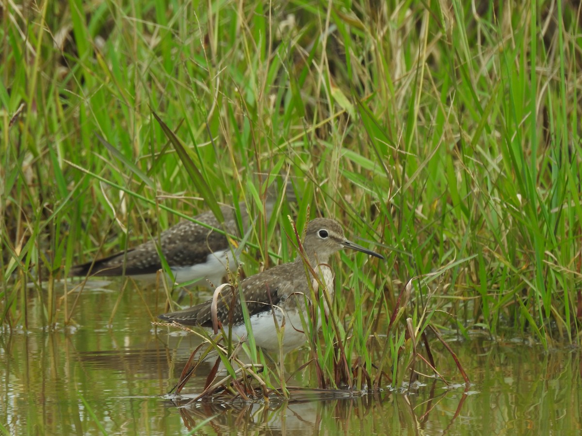 Solitary Sandpiper - ML645422032