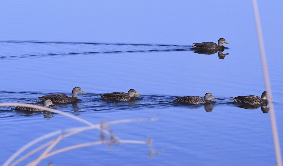 Mexican Duck - ML645422035