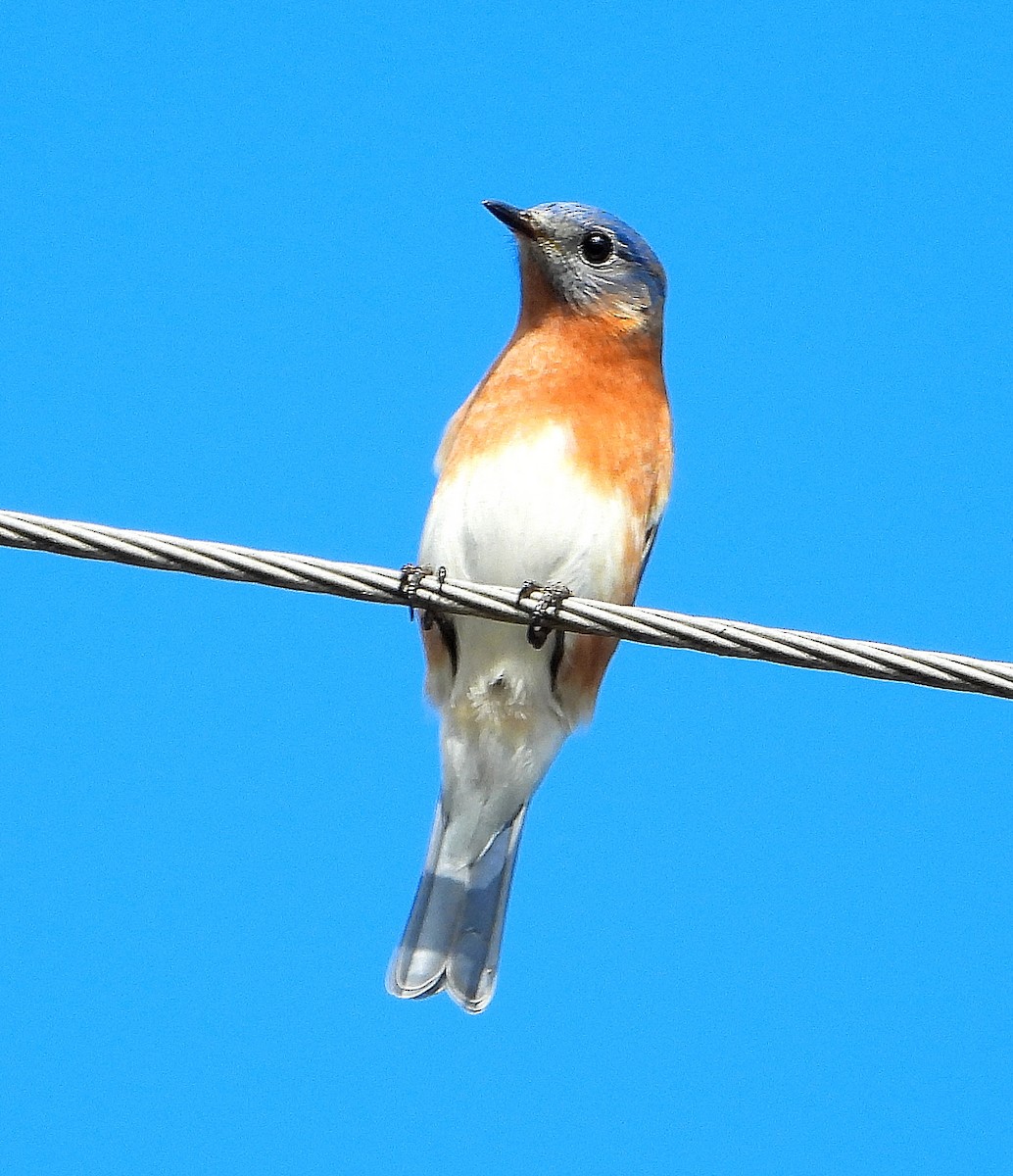 Eastern Bluebird - ML645422038