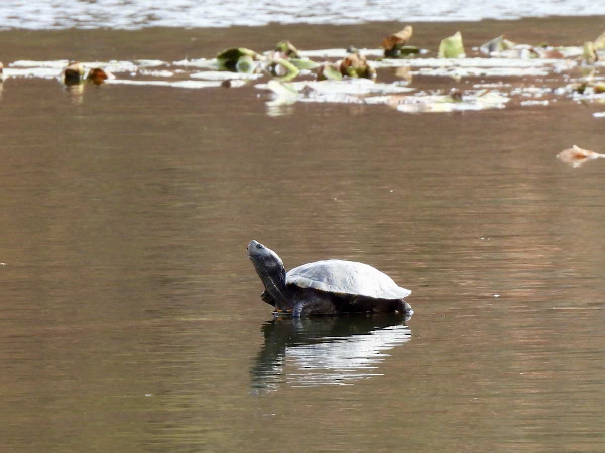 Pond Slider - ML645422040