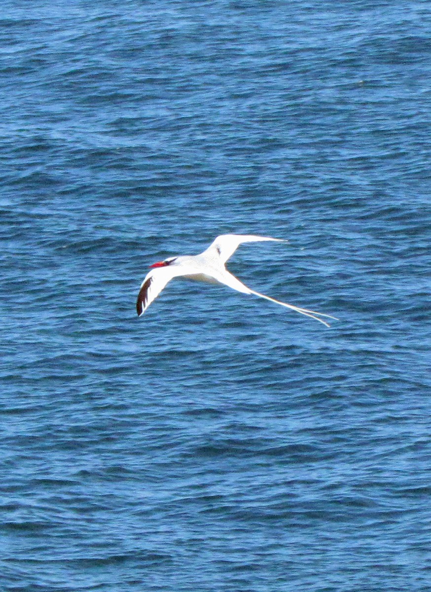Red-billed Tropicbird - ML645422042
