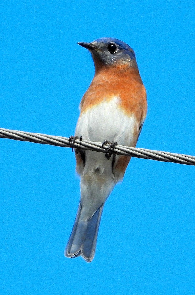 Eastern Bluebird - ML645422043