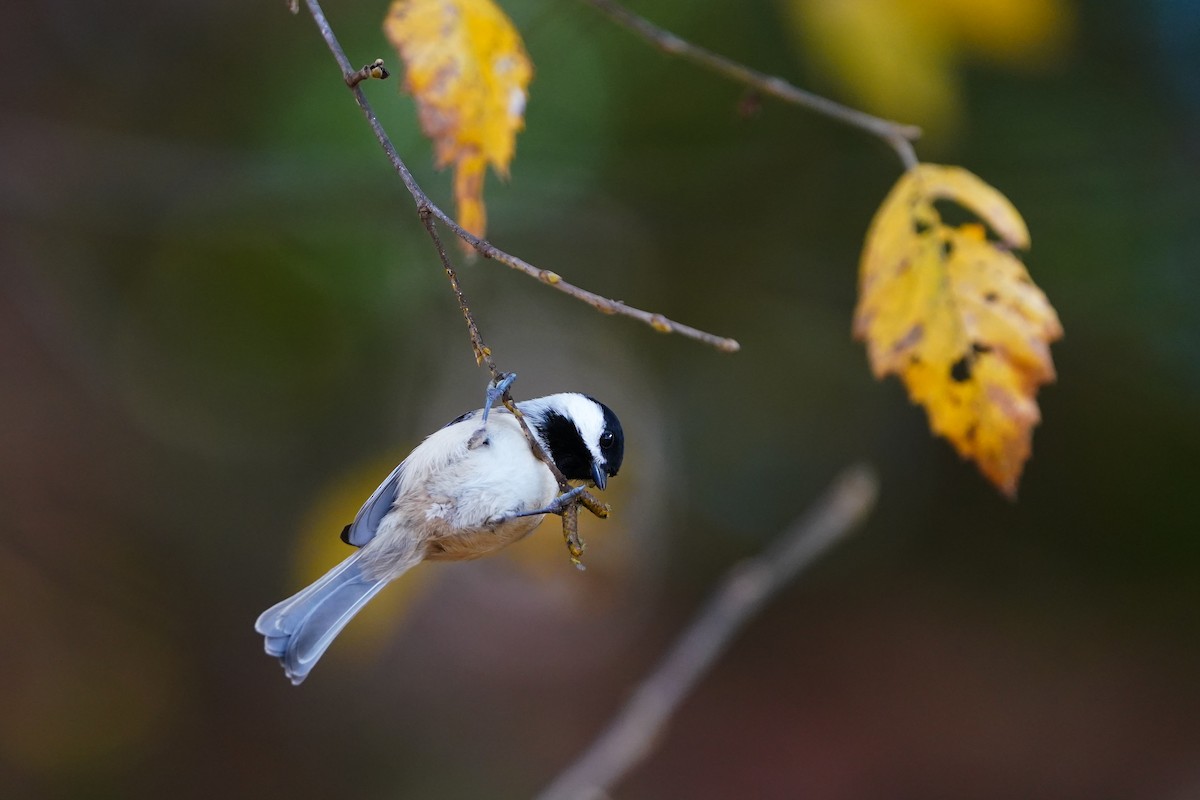 Carolina Chickadee - ML645422046