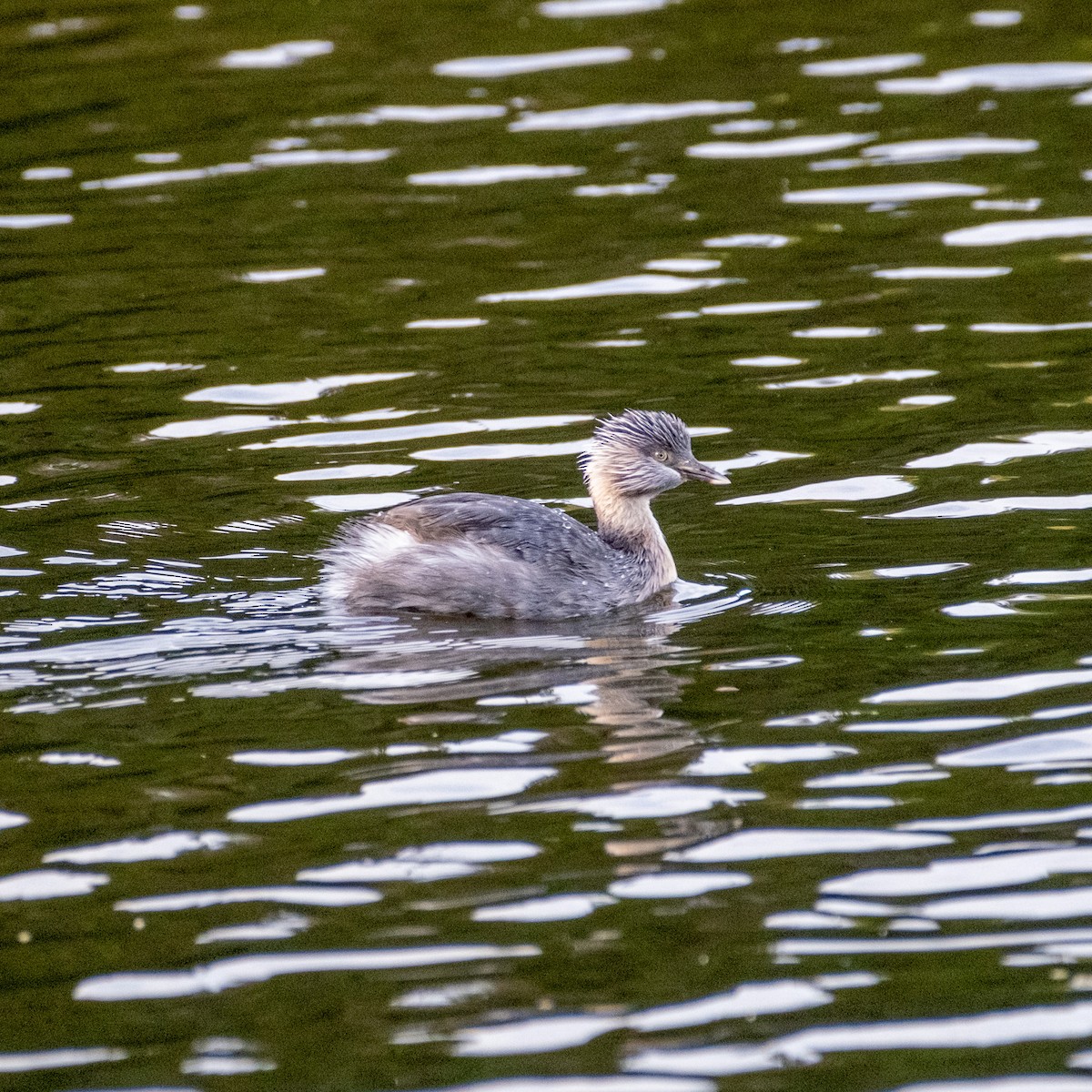 Hoary-headed Grebe - ML645422048