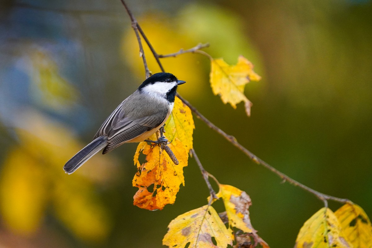 Carolina Chickadee - ML645422055
