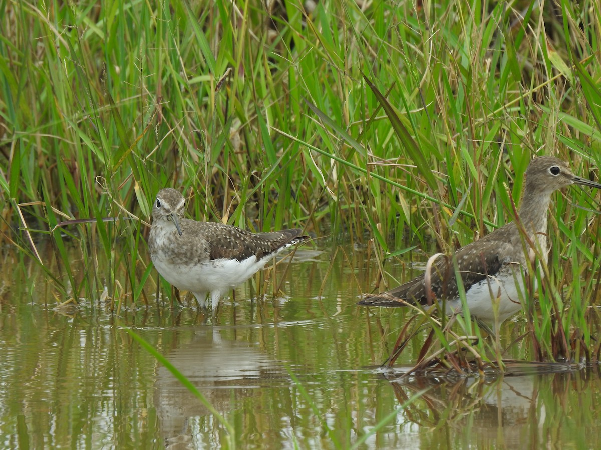 Solitary Sandpiper - ML645422059