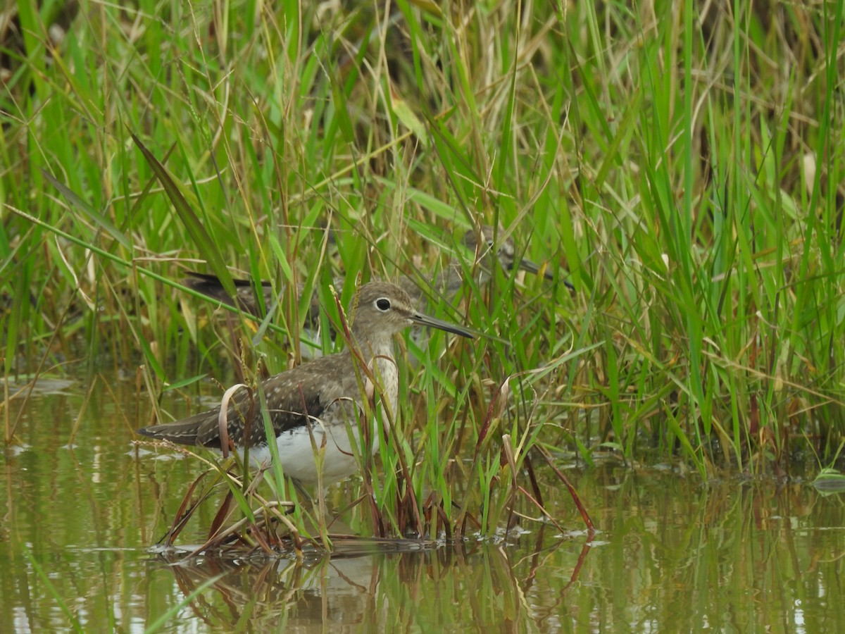 Solitary Sandpiper - ML645422060