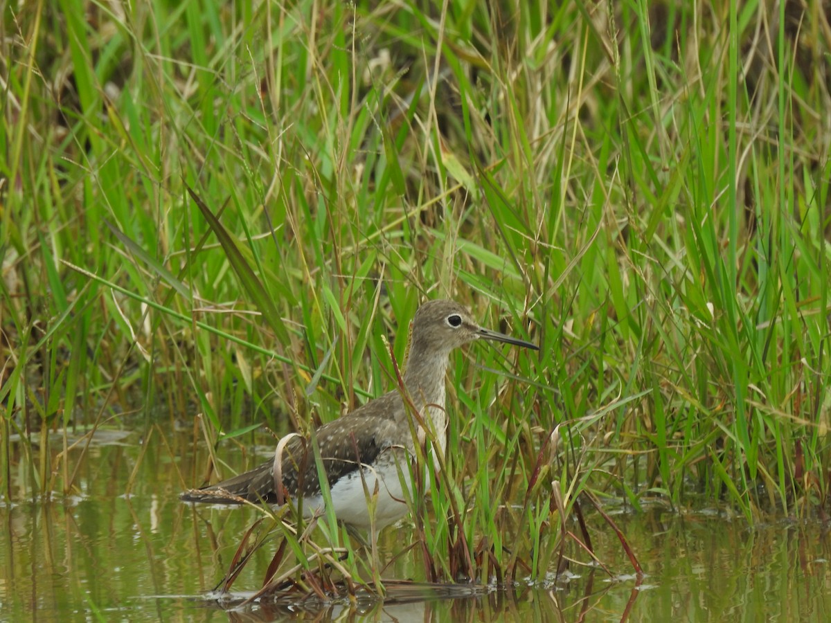 Solitary Sandpiper - ML645422061