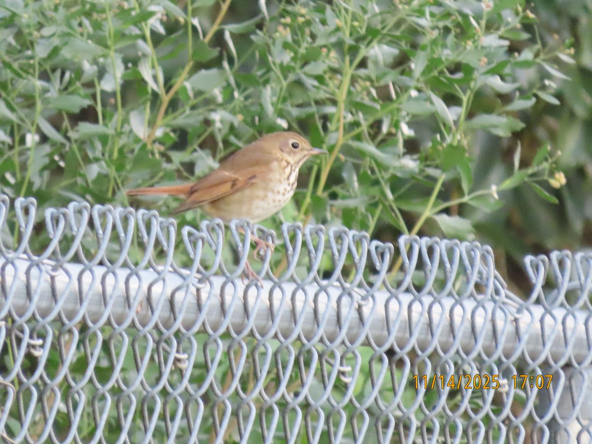 Дрізд-короткодзьоб плямистоволий - ML645422068