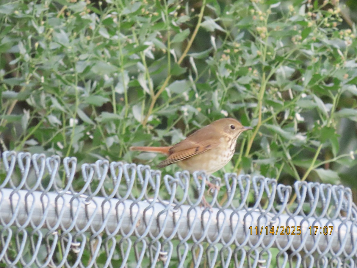 Дрізд-короткодзьоб плямистоволий - ML645422079