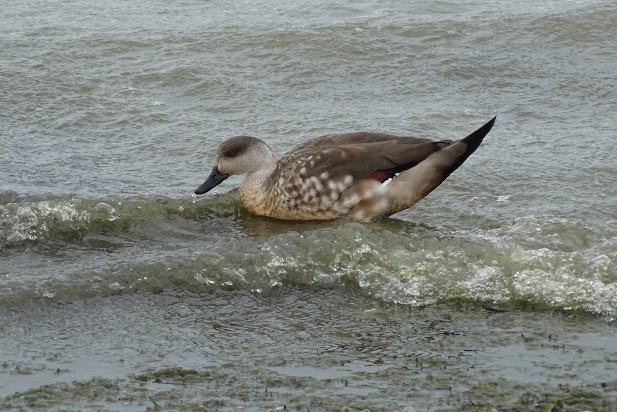 Crested Duck - ML645422080