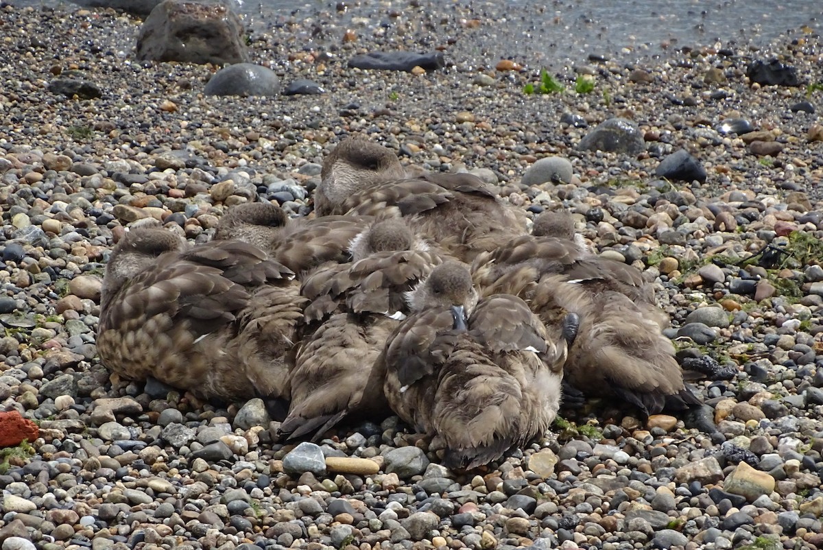 Crested Duck - ML645422081