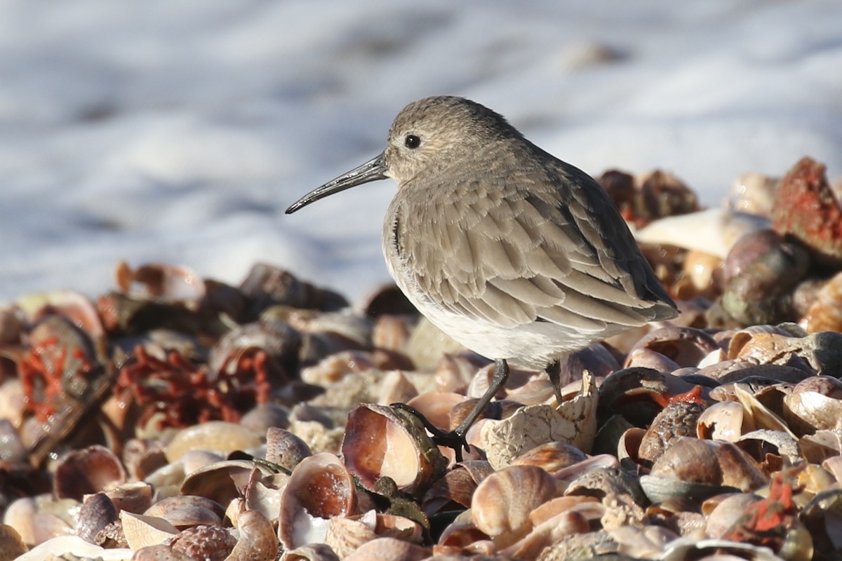 Dunlin - ML645422083