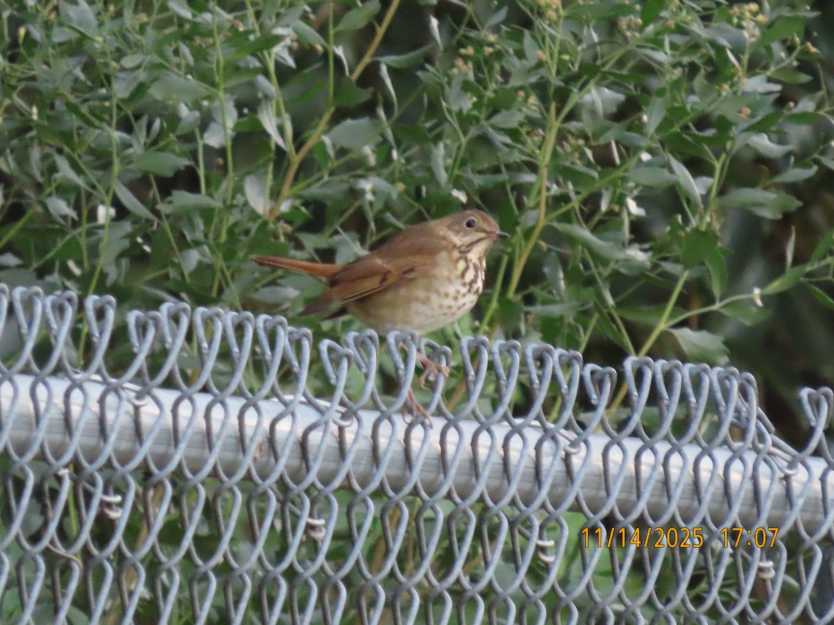 Дрізд-короткодзьоб плямистоволий - ML645422090