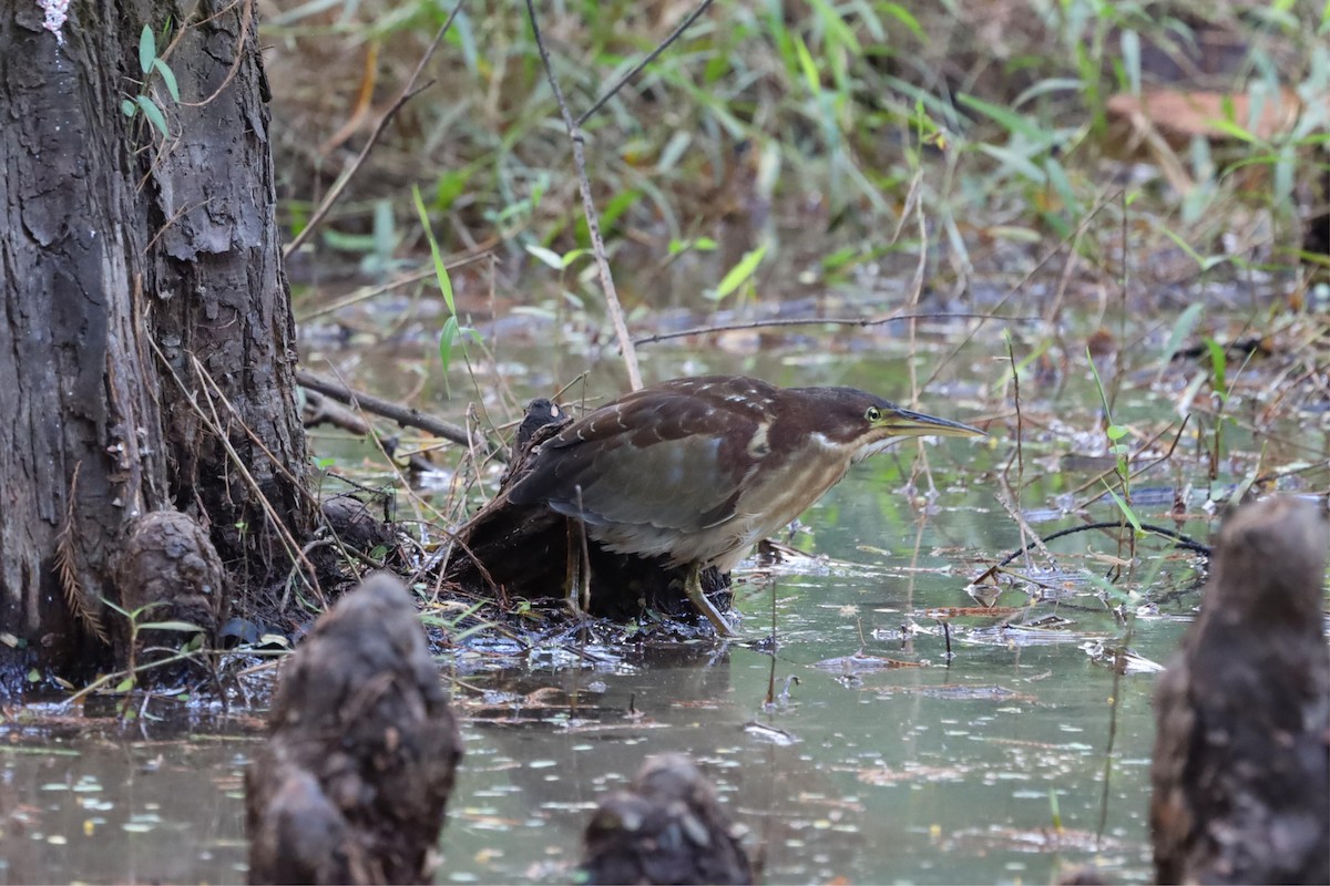 אנפית מזרחית - ML645422091