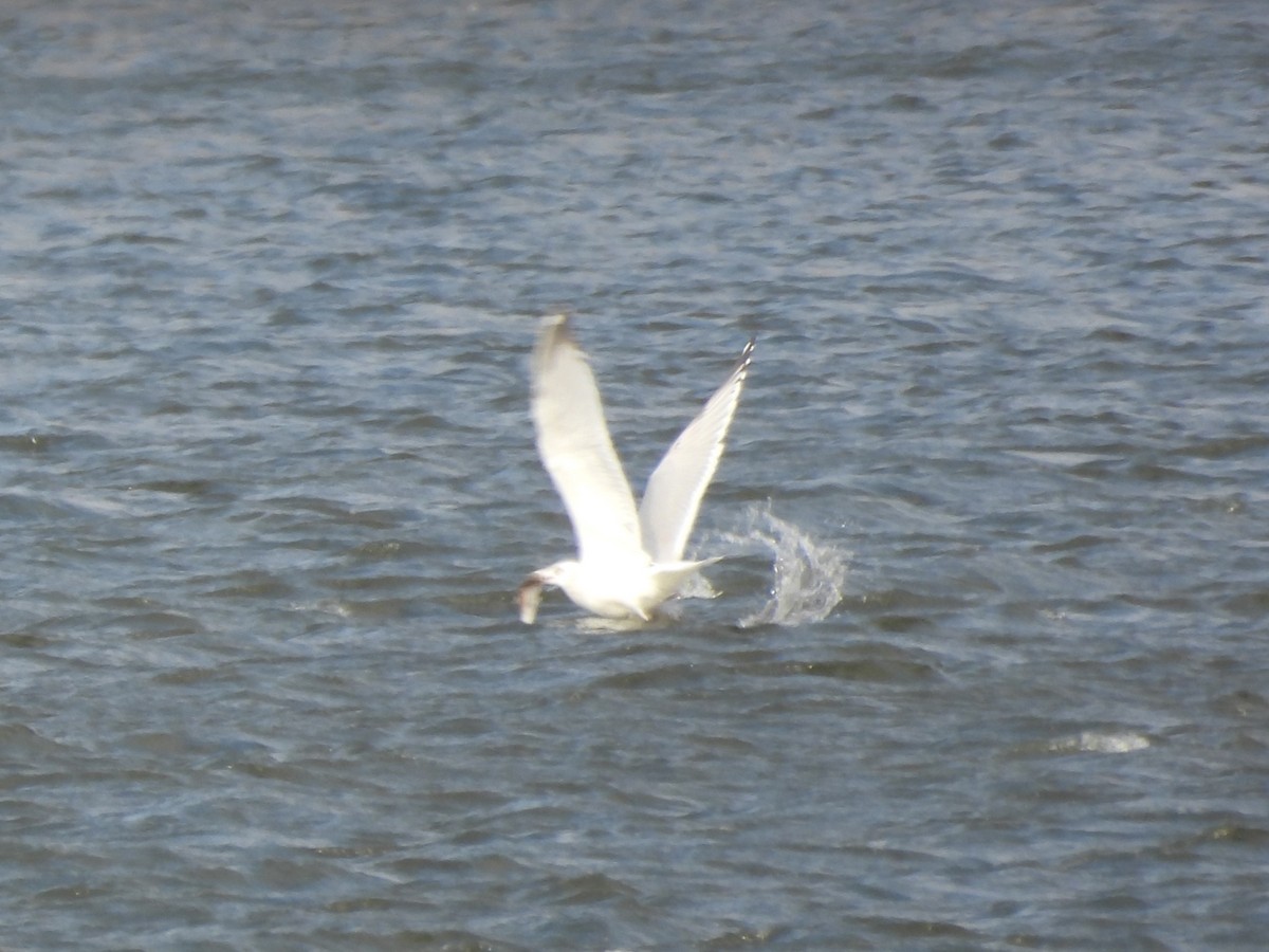 American Herring Gull - ML645422102