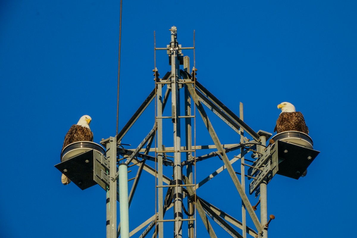 Bald Eagle - ML645422106