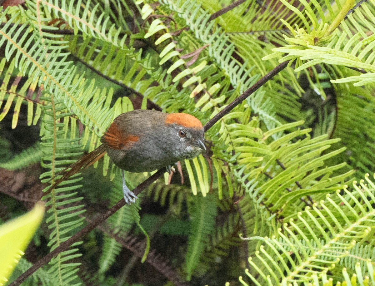 ミヤマオナガカマドドリ - ML645422110