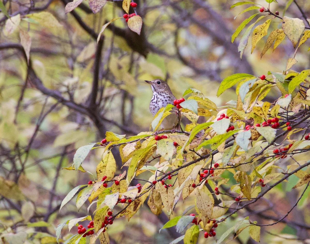 Дрізд-короткодзьоб плямистоволий - ML645422112
