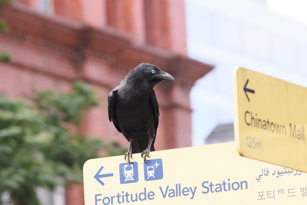 Torresian Crow - ML645422117