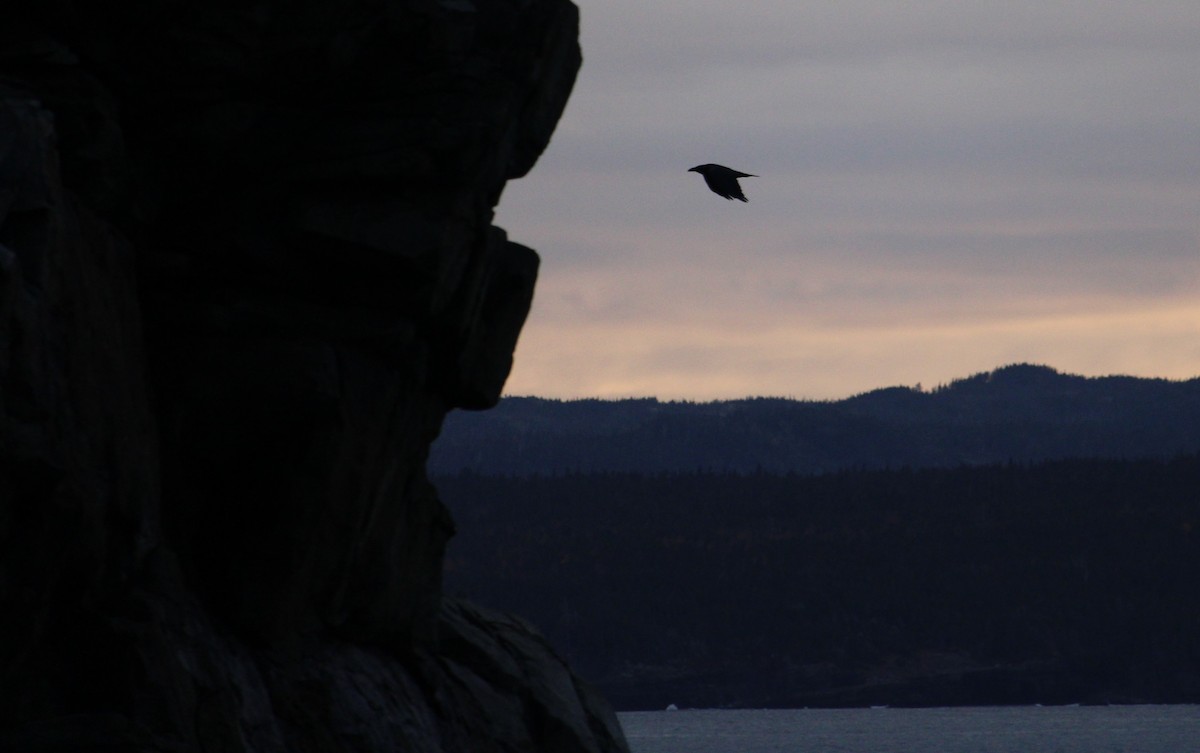 עורב שחור - ML645422122