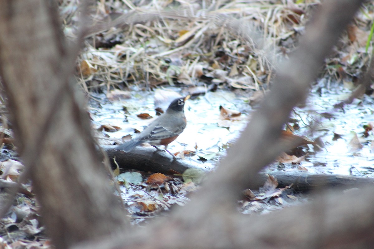 Дрізд мандрівний - ML645422123