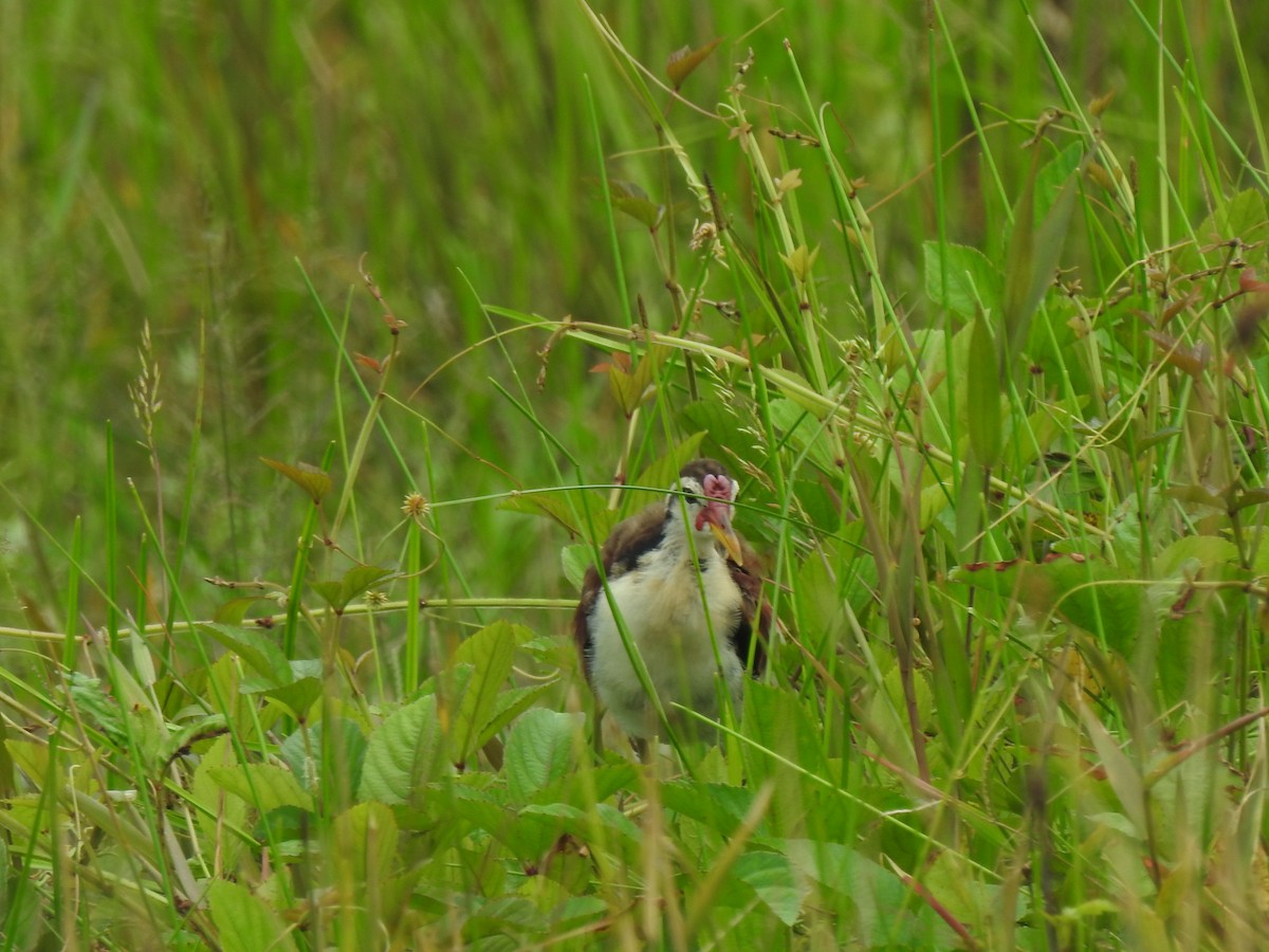 Wattled Jacana - ML645422125