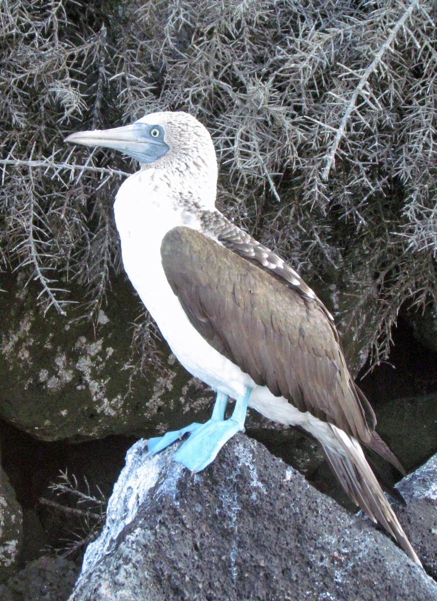 Blue-footed Booby - ML645422126