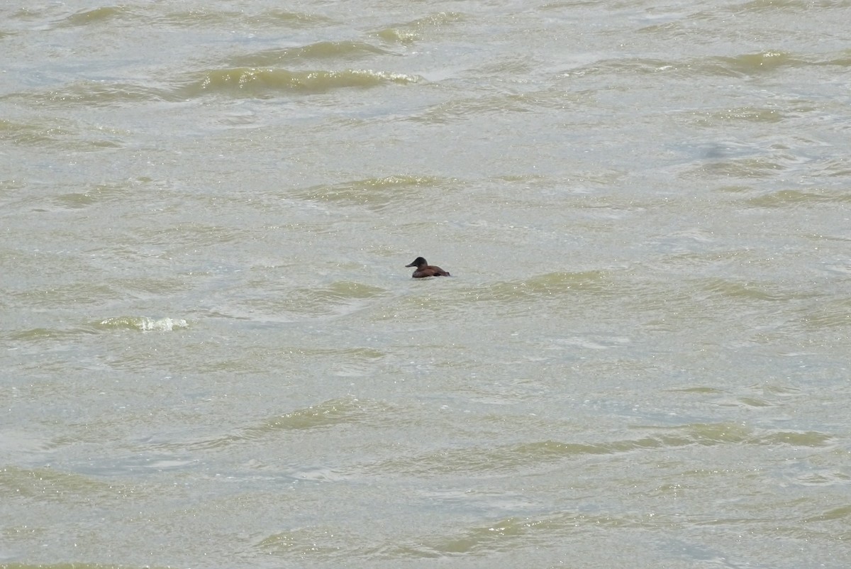 Andean Duck - ML645422133