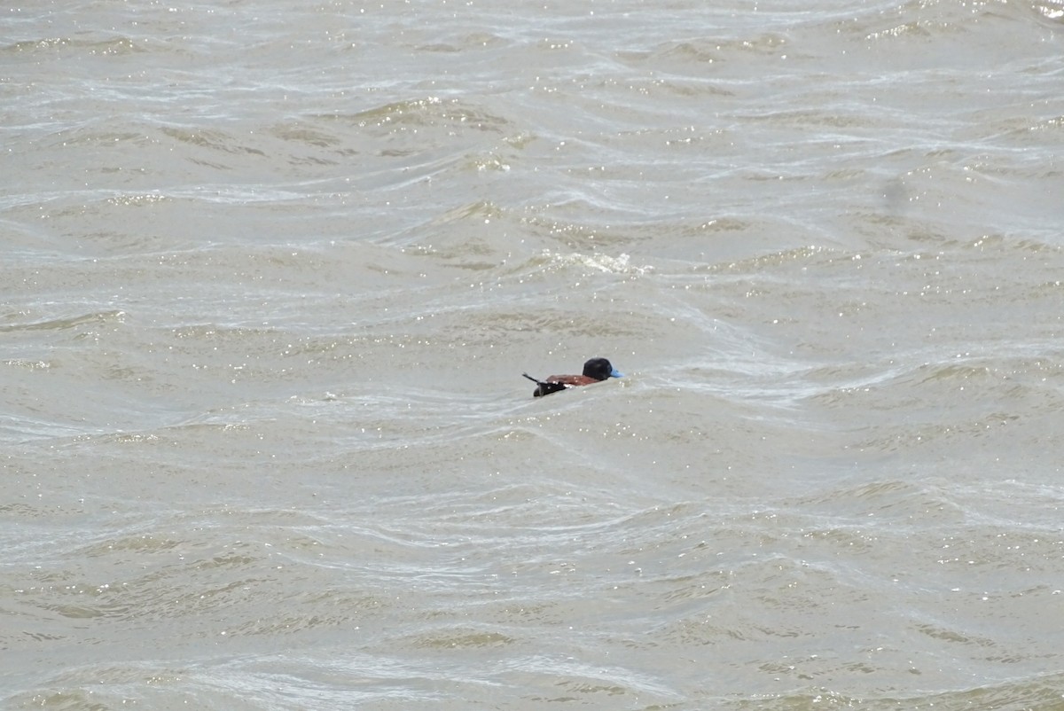 Andean Duck - ML645422134