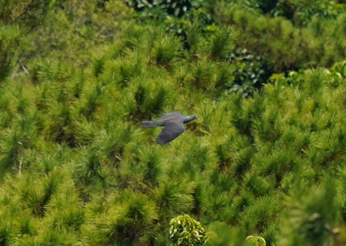 Black Wood-Pigeon - ML645422138
