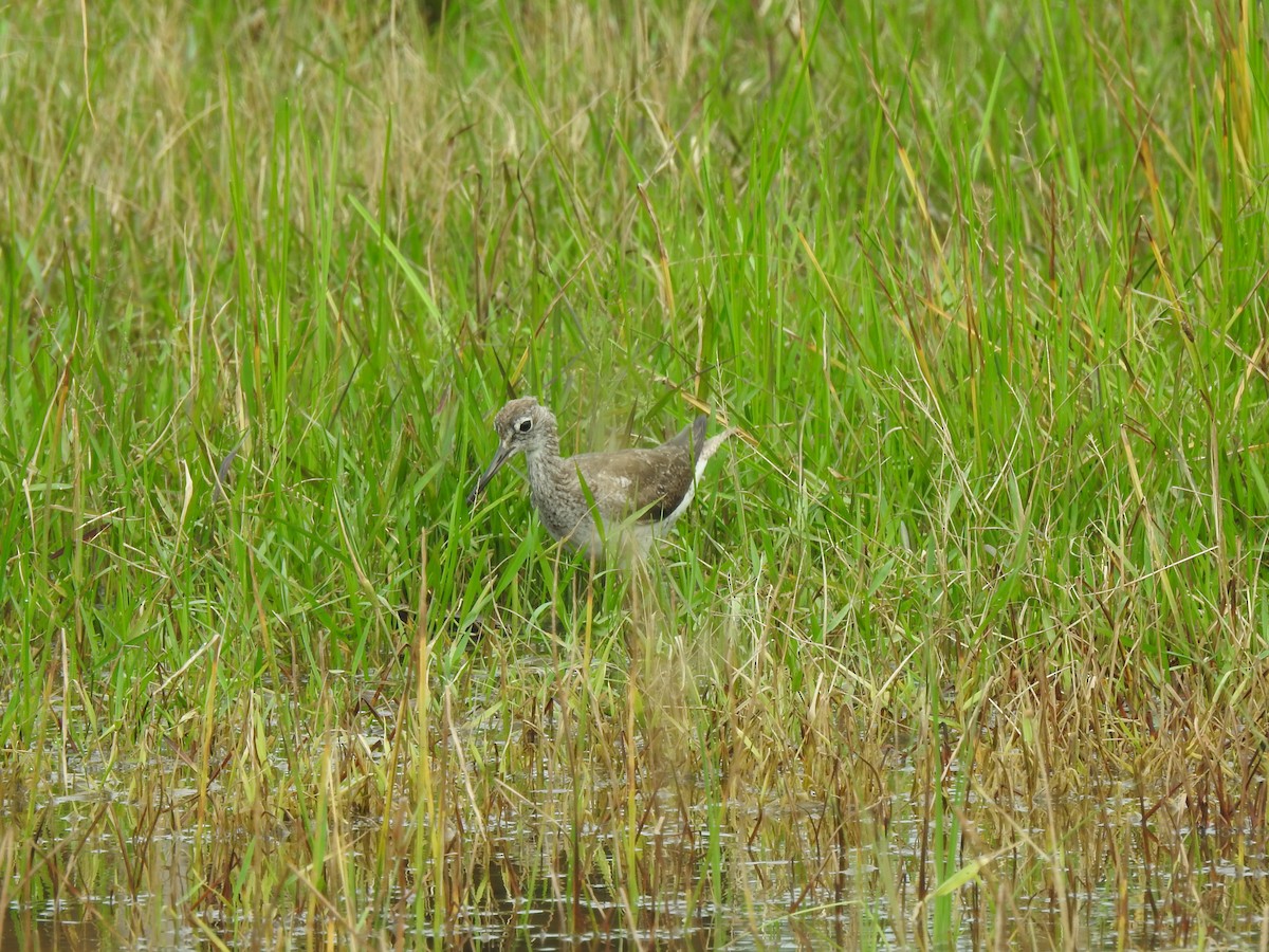 Greater Yellowlegs - ML645422159