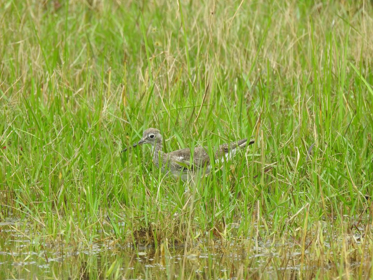 Greater Yellowlegs - ML645422164