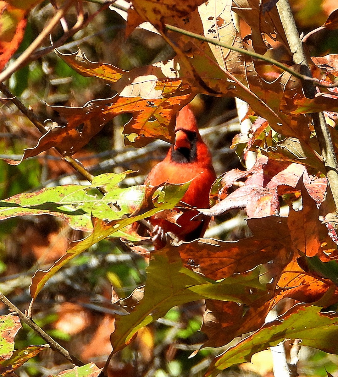 Northern Cardinal - ML645422191