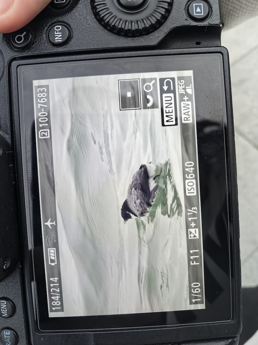 Ancient Murrelet - ML645422192