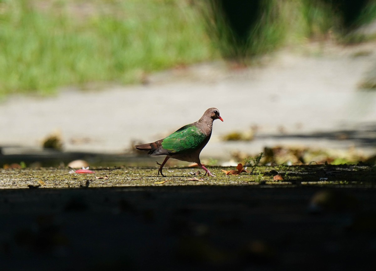 Asian Emerald Dove - ML645422199
