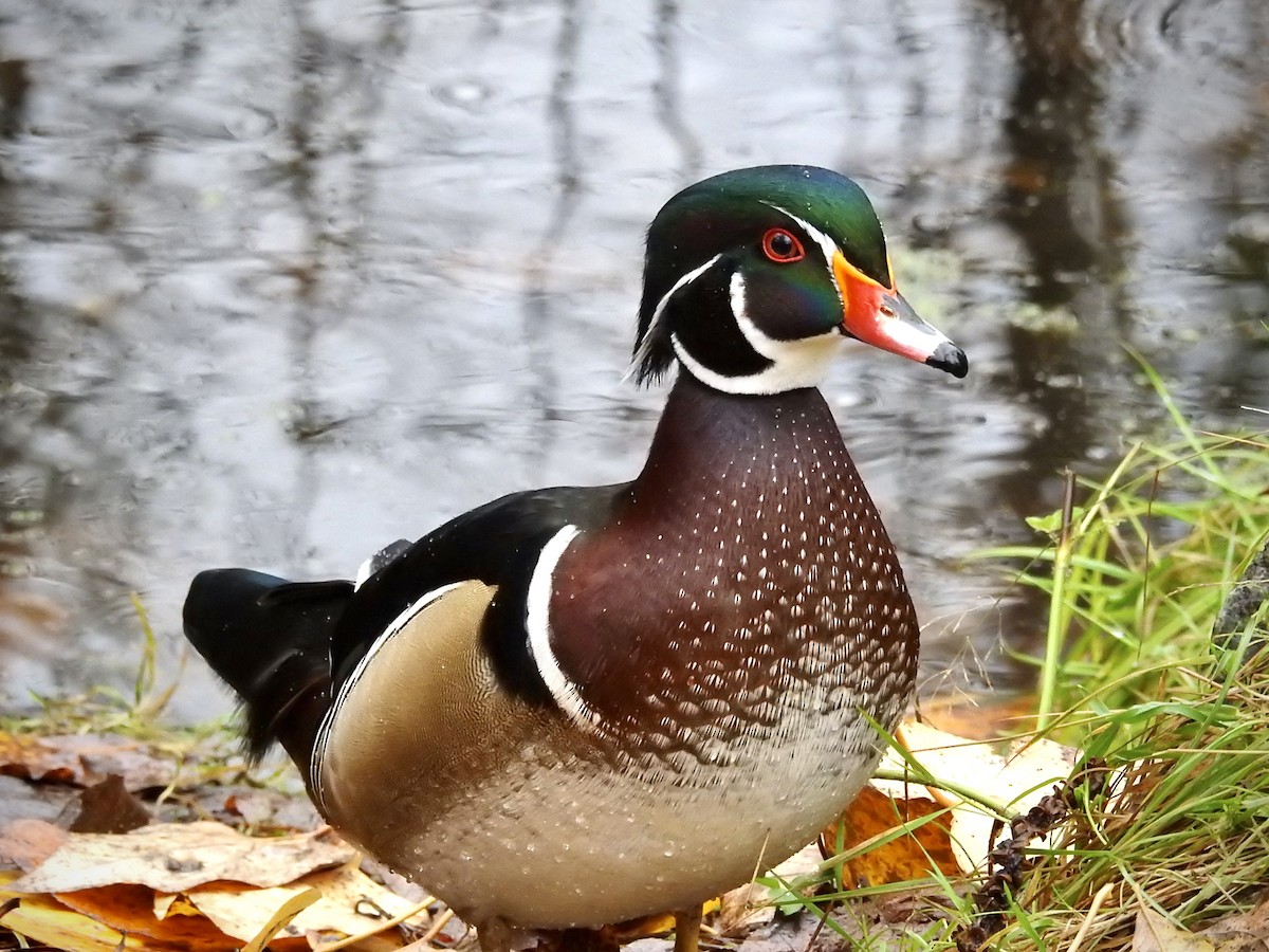 kachnička karolínská - ML645422238