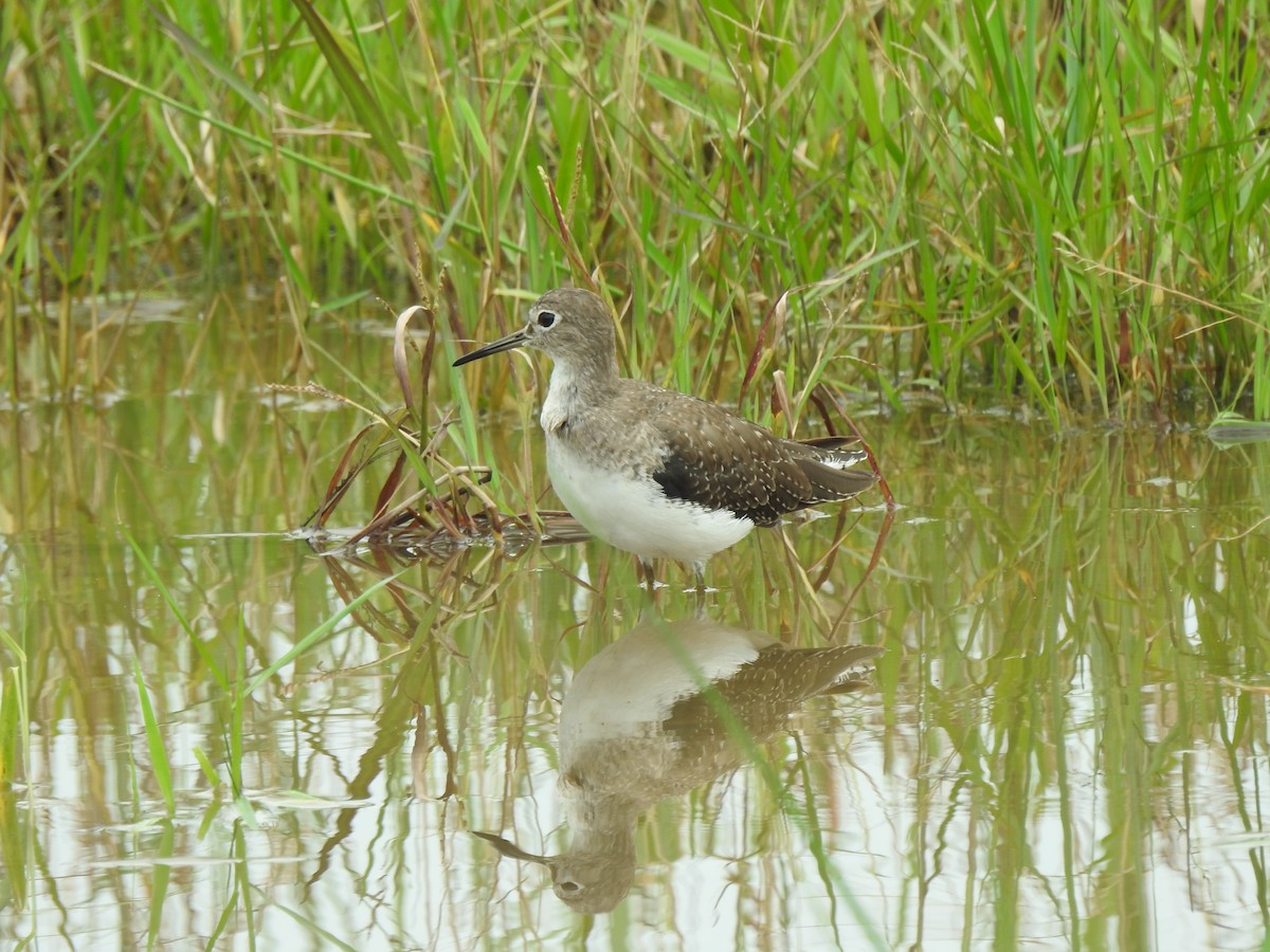 Solitary Sandpiper - ML645422241