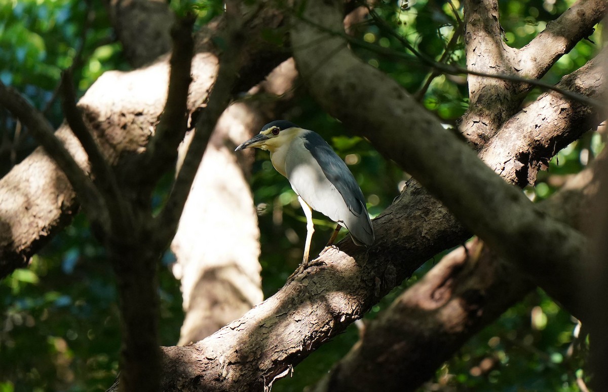 Black-crowned Night Heron (Eurasian) - ML645422243