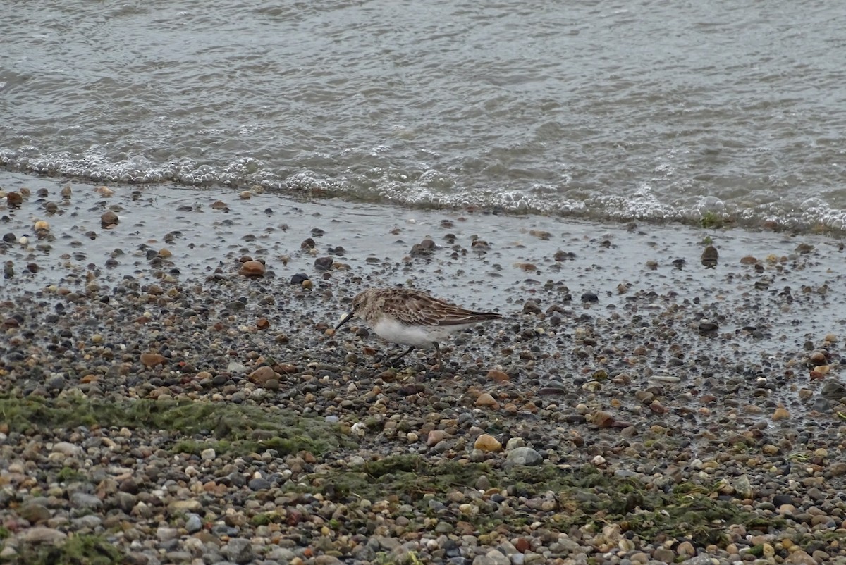 Baird's Sandpiper - ML645422247