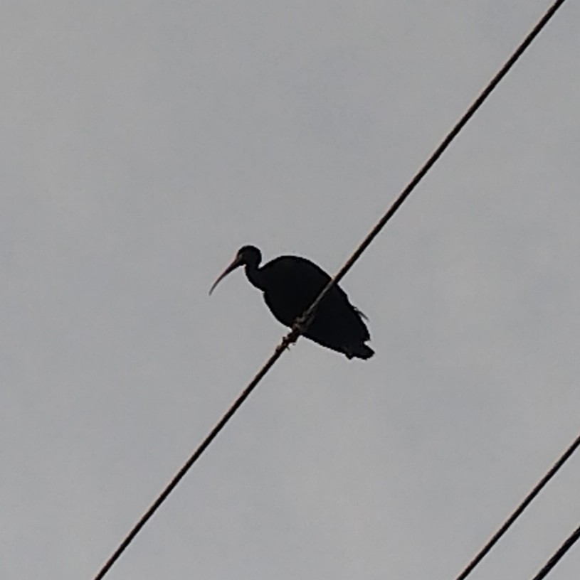 Ibis Afeitado - ML645422248