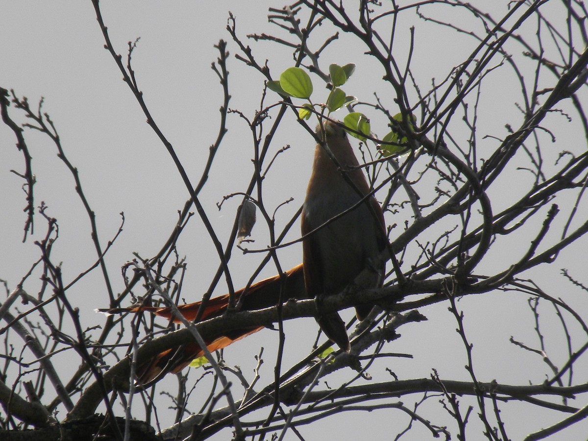 Common Squirrel-Cuckoo - ML645422251