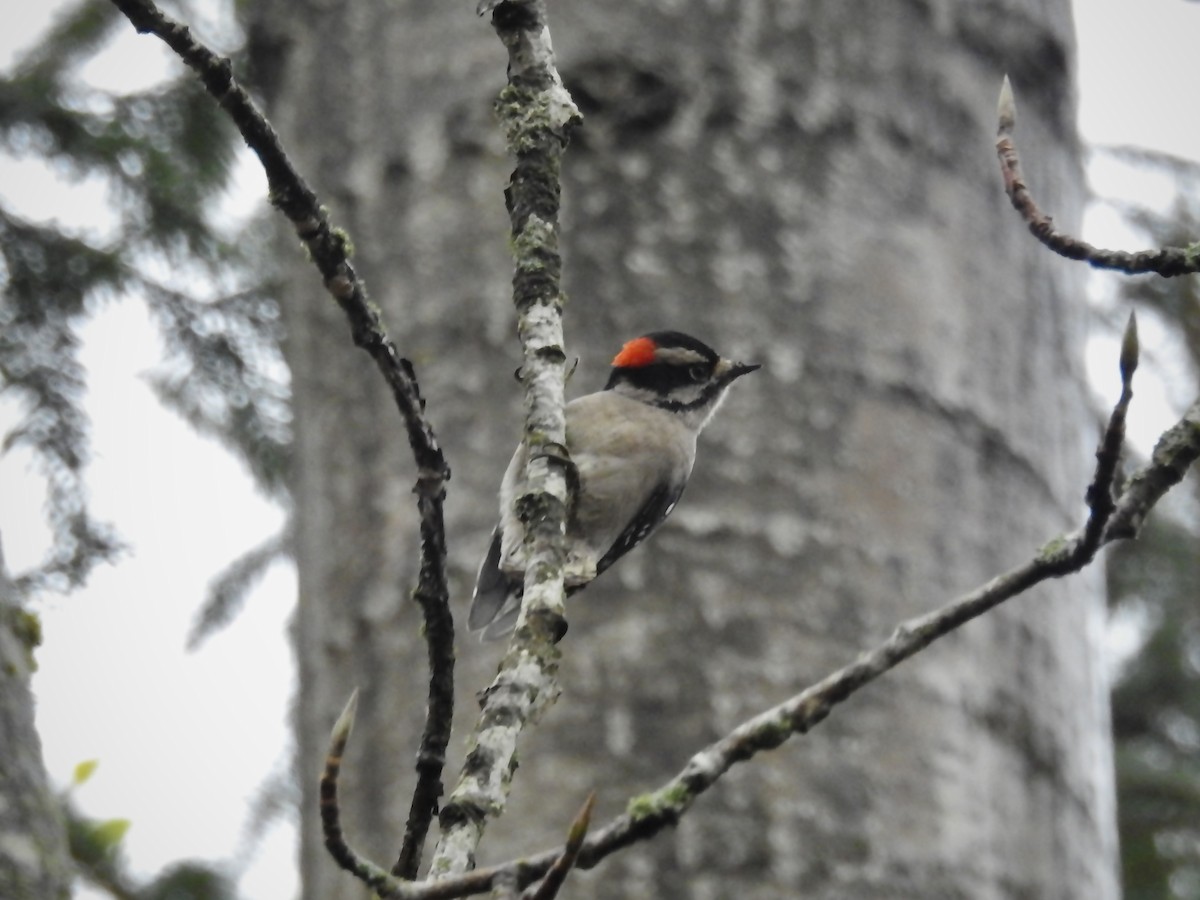 Pic mineur - ML645422252