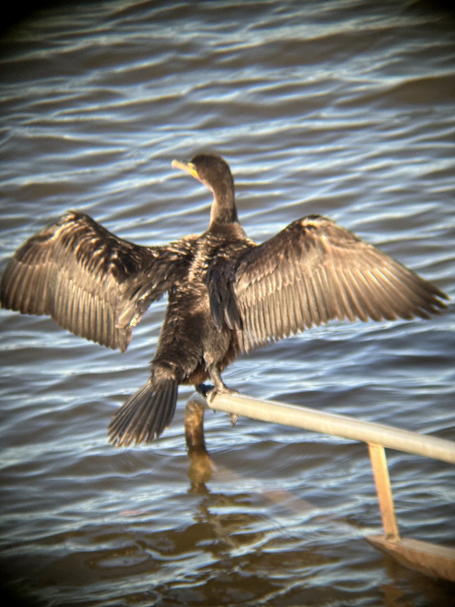 Double-crested Cormorant - ML645422258