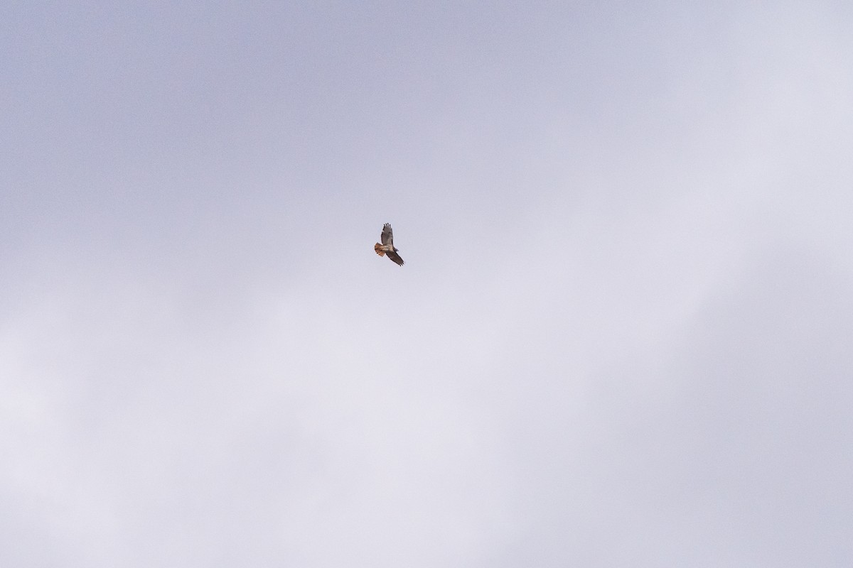 Red-tailed Hawk - ML645422263