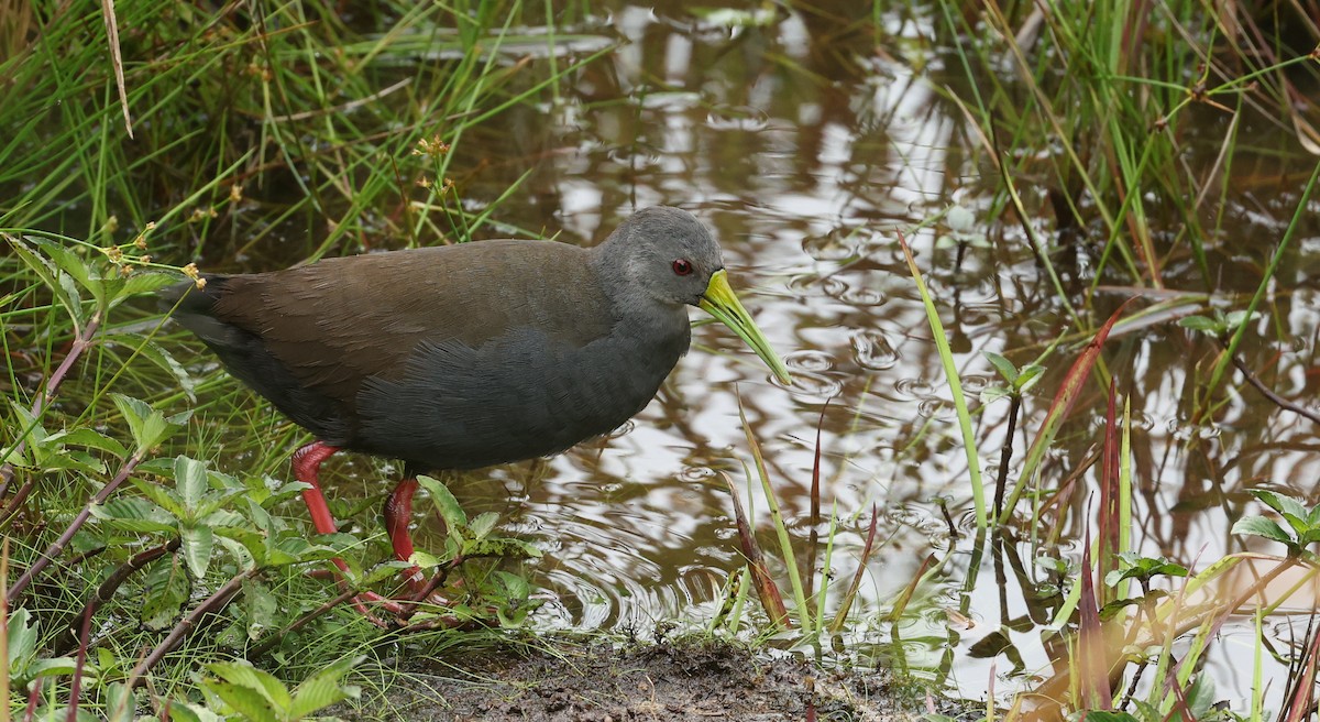Râle noirâtre - ML645422273