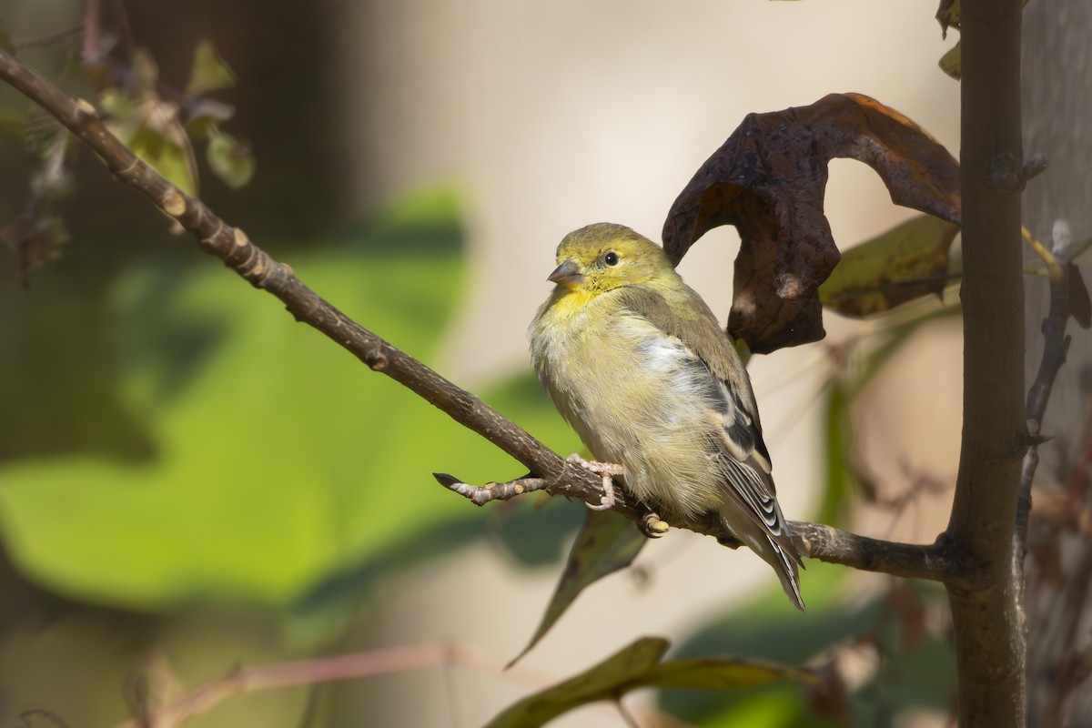 American Goldfinch - ML645422275
