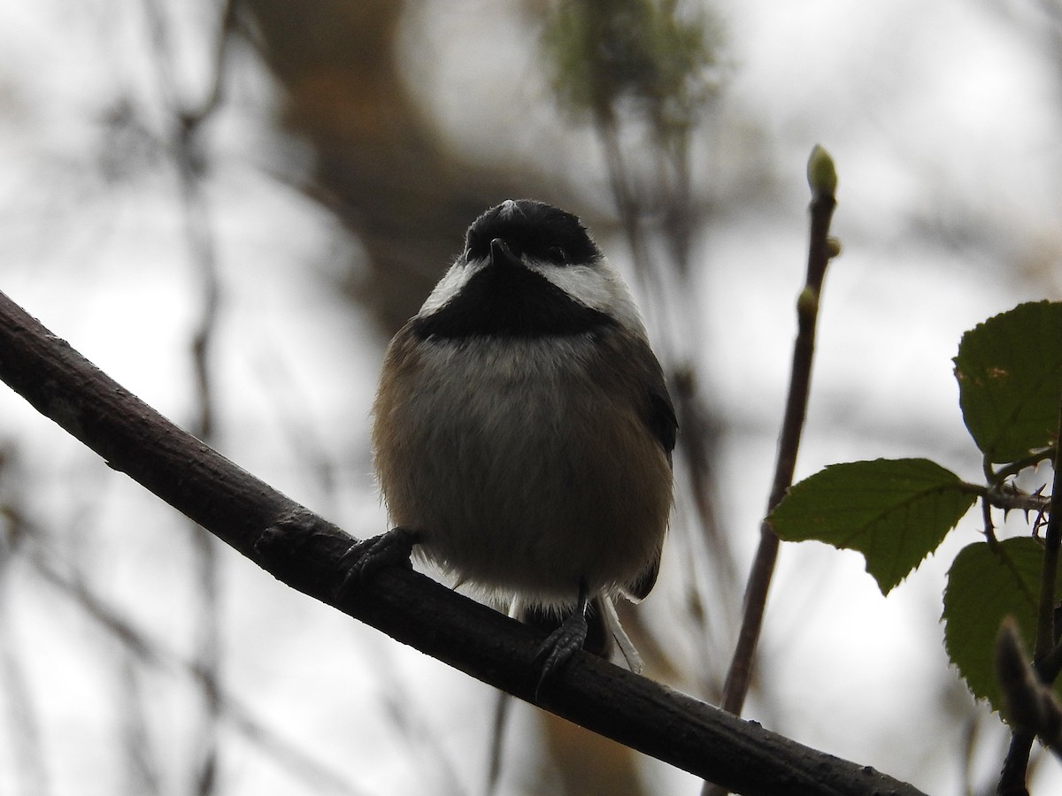 Mésange à tête noire - ML645422276