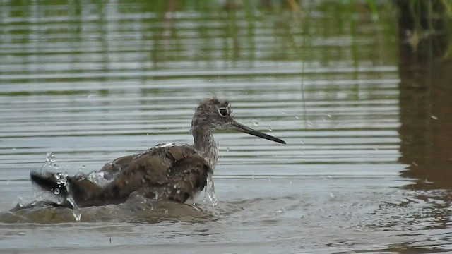 Greater Yellowlegs - ML645422277