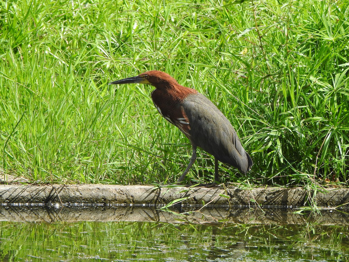 Rufescent Tiger-Heron - ML645422285
